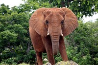 Free African elephant image, public domain wild animal CC0 photo.