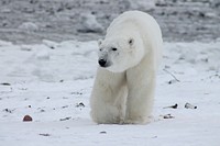 Free polar bear image, public domain animal CC0 photo.