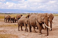 Free African elephant herd image, public domain wild animal CC0 photo.