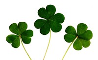 Free shamrock clover image, public domain botany CC0 photo.