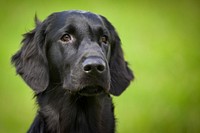 Free black labrador retriever dog image, public domain animal CC0 photo.