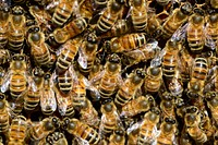 Free group of bee on beehive image, public domain animal CC0 photo.