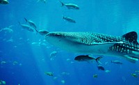 Free spotted whale shark image, public domain animal CC0 photo.