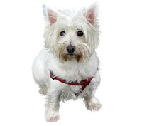 Free west highland white terrier dog image, public domain animal CC0 photo.