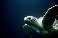 Free sea turtle image, public domain animalCC0 photo.