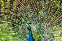 Free peacock with feathers spread image, public domain animal CC0 photo.