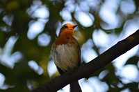 Free European robin on tree branch image, public domain animal CC0 photo.