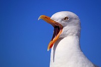Free European herring gull with its mouth wide open image, public domain animal CC0 photo.
