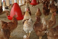 Free chicken image, public domain animal CC0 photo.