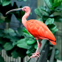 Free scarlet ibis in nature background photo, public domain animal CC0 image.