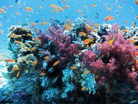 Free colorful reefs and fish image, public domain animal CC0 photo.