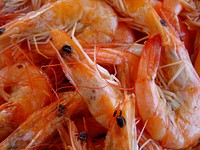 Free delicious prawns image, public domain food CC0 photo.