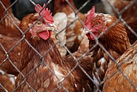 Free chicken image, public domain animal CC0 photo.