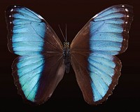 Free blue butterfly image, public domain animal CC0 photo.