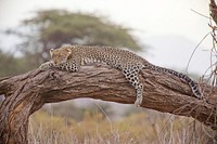 Free leopard image, public domain wild animal CC0 photo.