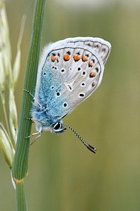 Free butterfly image, public domain animal CC0 photo.