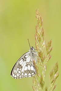 Free butterfly image, public domain animal CC0 photo.