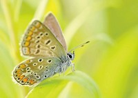 Free butterfly image, public domain animal CC0 photo.