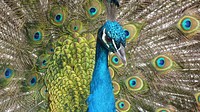 Free peacock image, public domain animal CC0 photo.