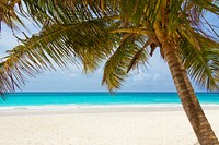 Sunny beach with palm tree, blue sky background, free public domain CC0 photo.