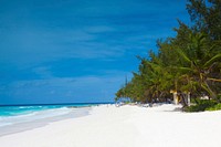 Sunny beach with palm tree, blue sky background, free public domain CC0 photo.