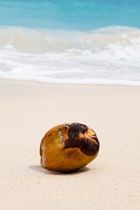 Coconut on the beach, free public domain CC0 photo.