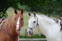 Free image of brown horse in grass, public domain animal CC0 photo.