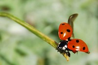 Free ladybug image, public domain animal CC0 photo.