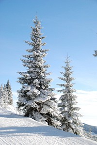 Free winter image, public domain tree CC0 photo.