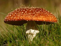 Free mushroom photo, public domain plant CC0 image.