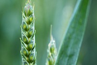 Free wheat background image, public domain spring CC0 photo.