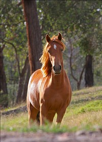 Free image of brown horse in grass, public domain animal CC0 photo.