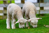 Free two lambs grazing image, public domain animal CC0 photo.