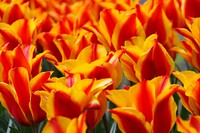 Free tulip garden image, public domain flower CC0 photo.