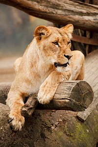 Free female lion, wildlife image, public domain CC0 photo.