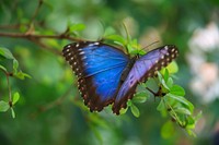 Free blue butterfly image, public domain animal CC0 photo.