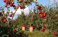 Free apple tree image, public domain fruit CC0 photo.