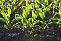 Free green corn field close up public domain vegetable CC0 image.