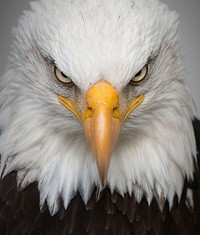 Free bald eagle image, public domain animal CC0 photo.