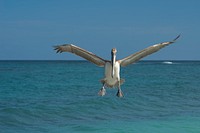 Free flying crane image, public domain animal CC0 photo.