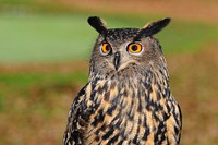 Free owl face image, public domain animal CC0 photo.