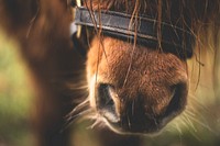 Free horse's nose closeup background image, public domain CC0 photo.