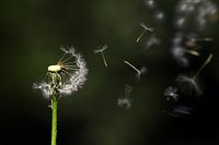 Free dandelion image, public domain flower CC0 photo.