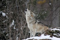 Free wolf howling in snow image, public domain animal CC0 photo.