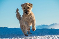 Free whoodle dog jumping on snow image, public domain animal CC0 photo. 