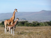 Free giraffes in the wild image, public domain CC0 photo.