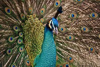 Free peacock image, public domain animal CC0 photo.