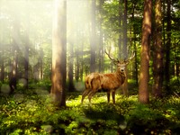 Free elk with horns in forest image, public domain animal CC0 photo.