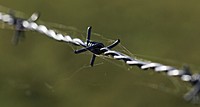 Free barbed wire photo, public domain fences CC0 image.