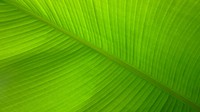 Free green leaf macro image, public domain plant CC0 photo.